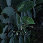 Ehretia aspera Willd.