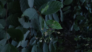 Ehretia aspera Willd.