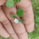 Evolvulus nummularius