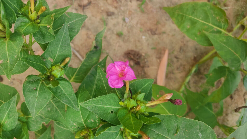 Mirabilis jalapa