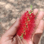 Home 1 Callistemon viminalis