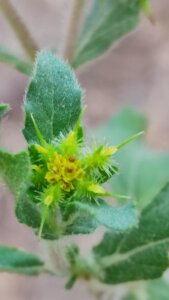 Acanthospermum hispidum