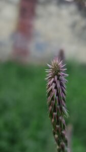 Achyranthes aspera L.
