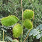 Caesalpinia bonduc (L.) Roxb