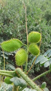 Caesalpinia bonduc (L.) Roxb
