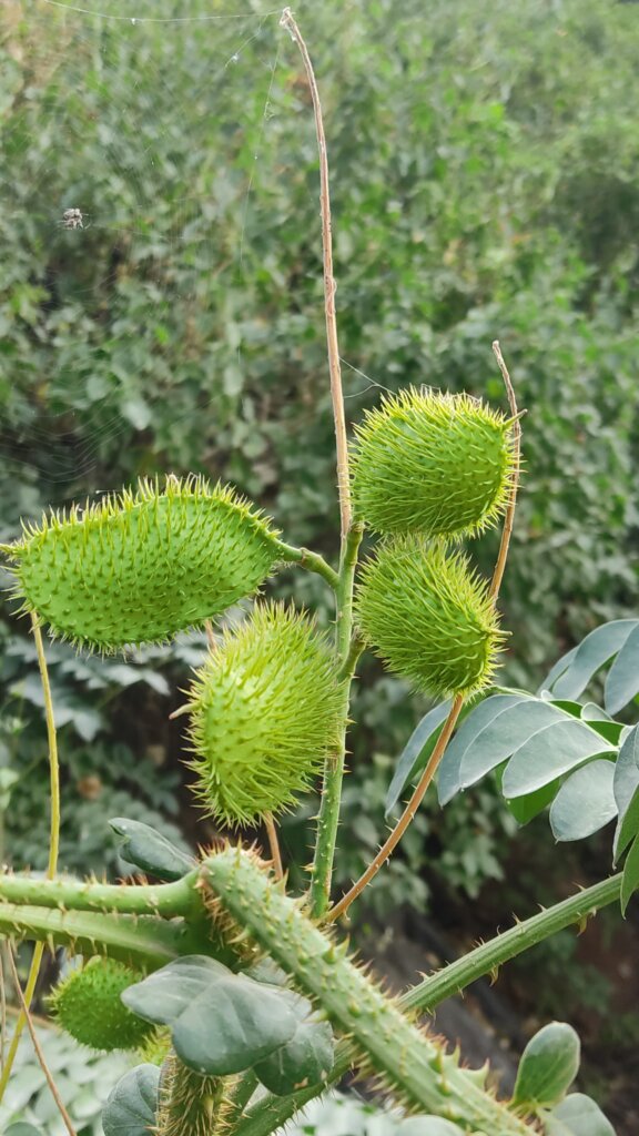 Caesalpinia bonduc (L.) Roxb