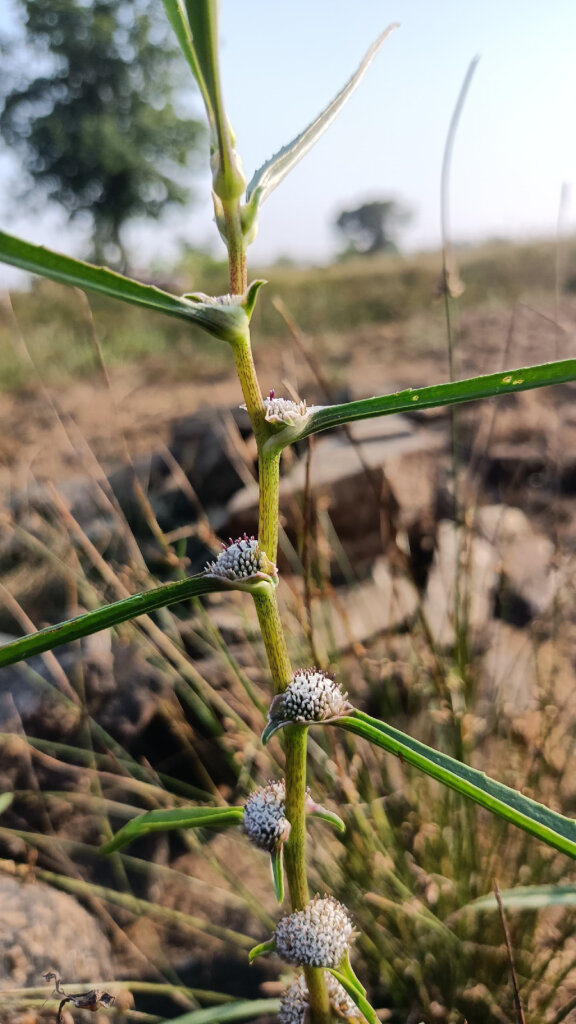 Caesulia axillaris