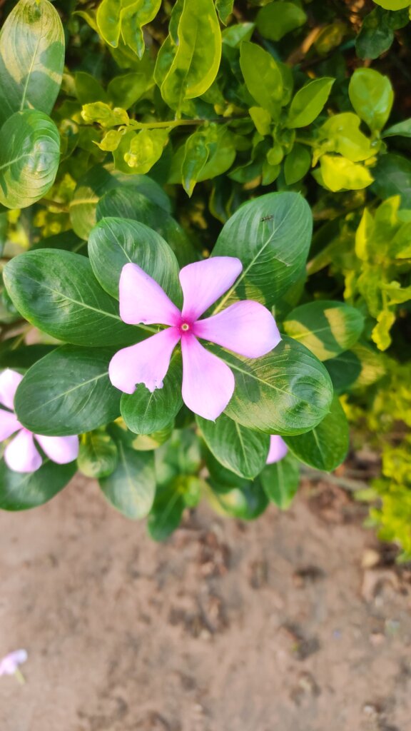 Catharanthus rosea