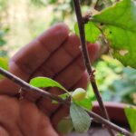 Commiphora wightii (Arn.) Bhandari
