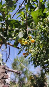 Cordia gharaf
