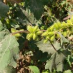 Xanthium strumarium L.