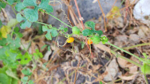 Blastania garcinii (Burm.f.) Cogn.