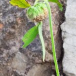 Leucas cephalotes (Roth) Spreng.