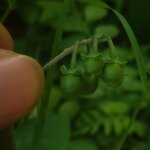 Solanum nigrum L.
