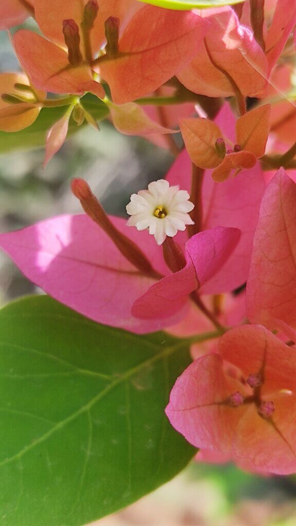 Bougainvillea spp.
