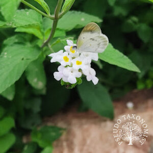 Lantana indica