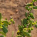 Phyllanthus maderaspatensis L.