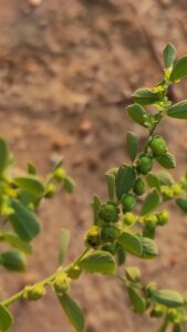 Phyllanthus maderaspatensis L.