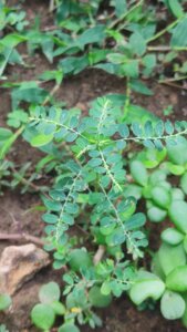 Phyllanthus amarus