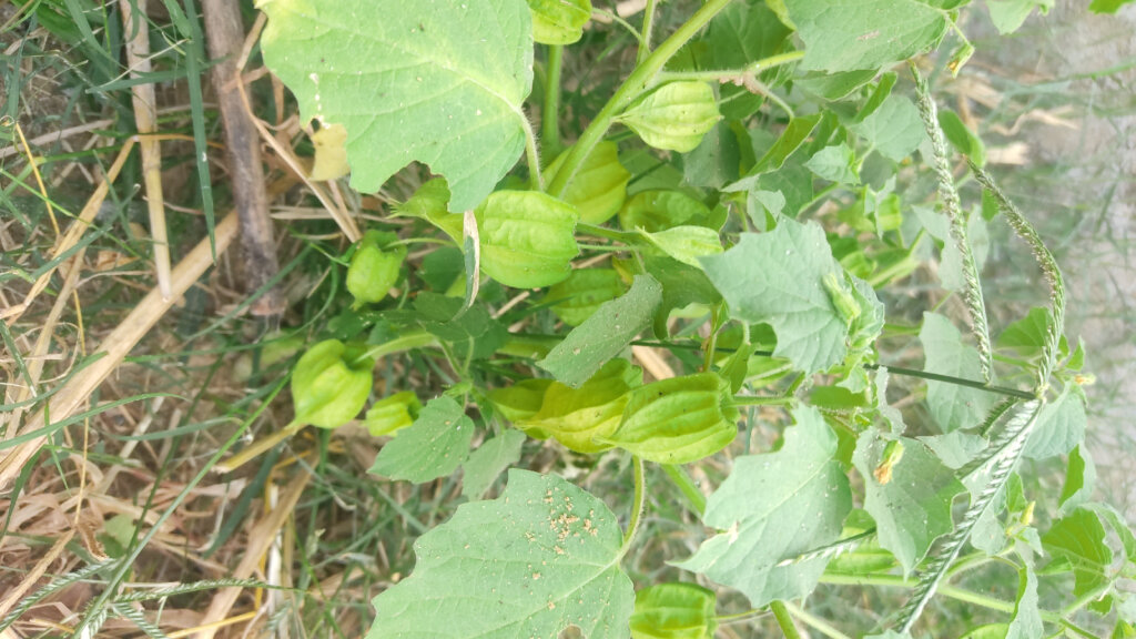 Physalis maxima
