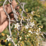 Ehretia aspera Willd.