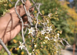 Ehretia aspera Willd.