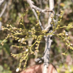 Ehretia aspera Willd.