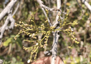 Ehretia aspera Willd.