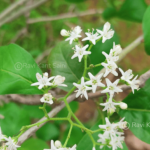 Ehretia aspera Willd.