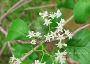 Ehretia aspera Willd.