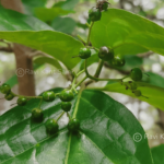 Ehretia aspera Willd.