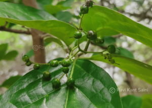 Ehretia aspera Willd.