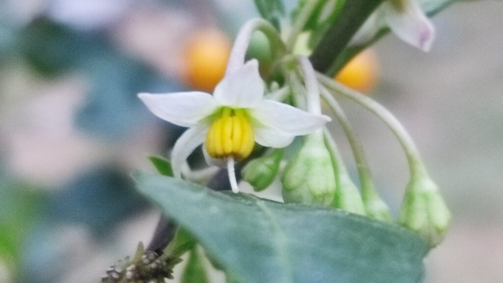 Solanum diphyllum
