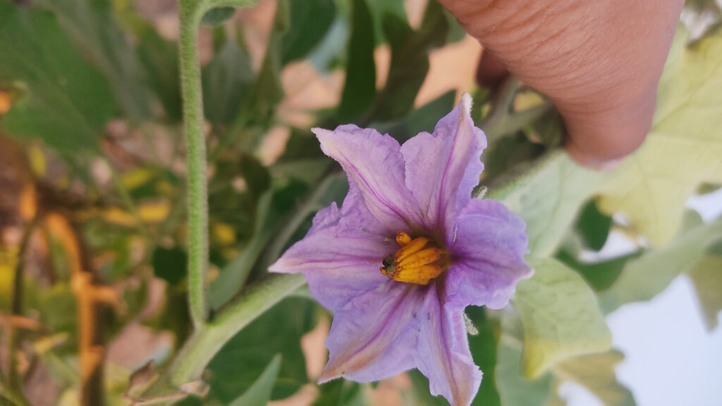 Solanum melongena L.