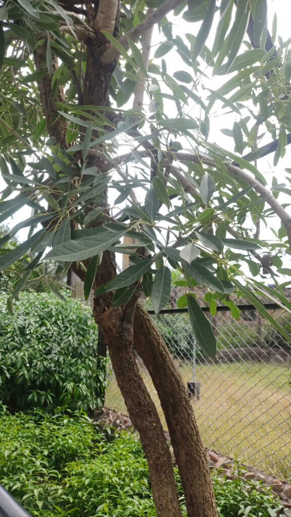 Tabebuia aurea