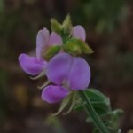 Tephrosia purpurea (L.) Pers