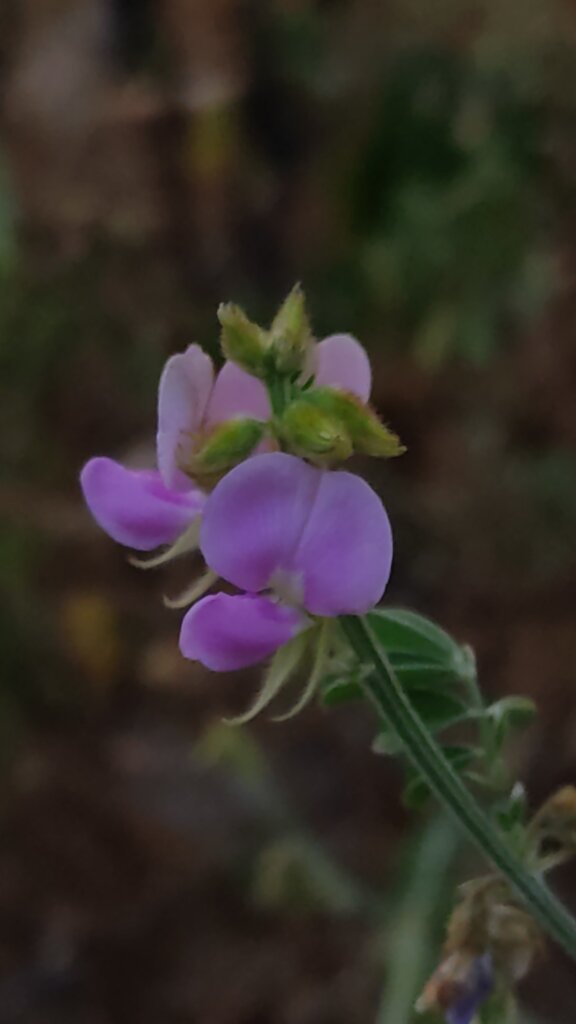 Tephrosia purpurea (L.) Pers