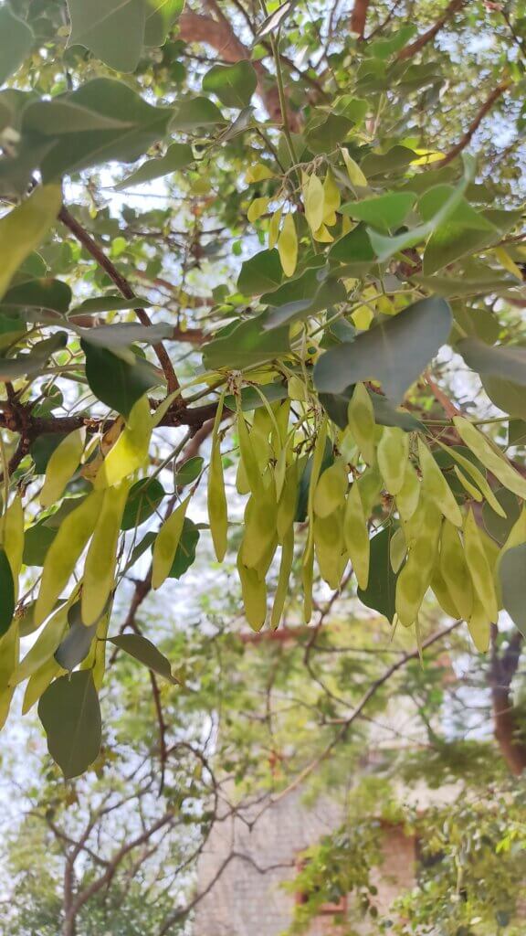 Dalbergia sissoo