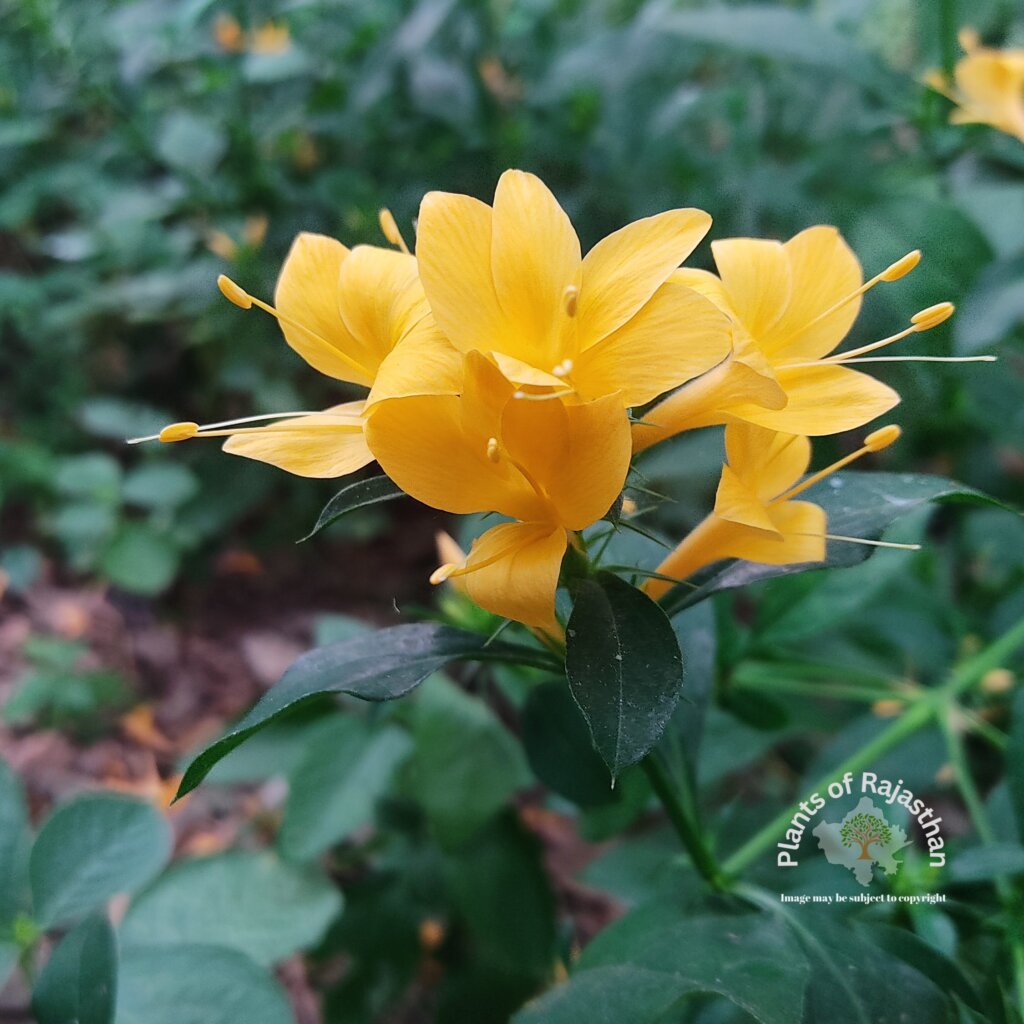 Barleria prionitis