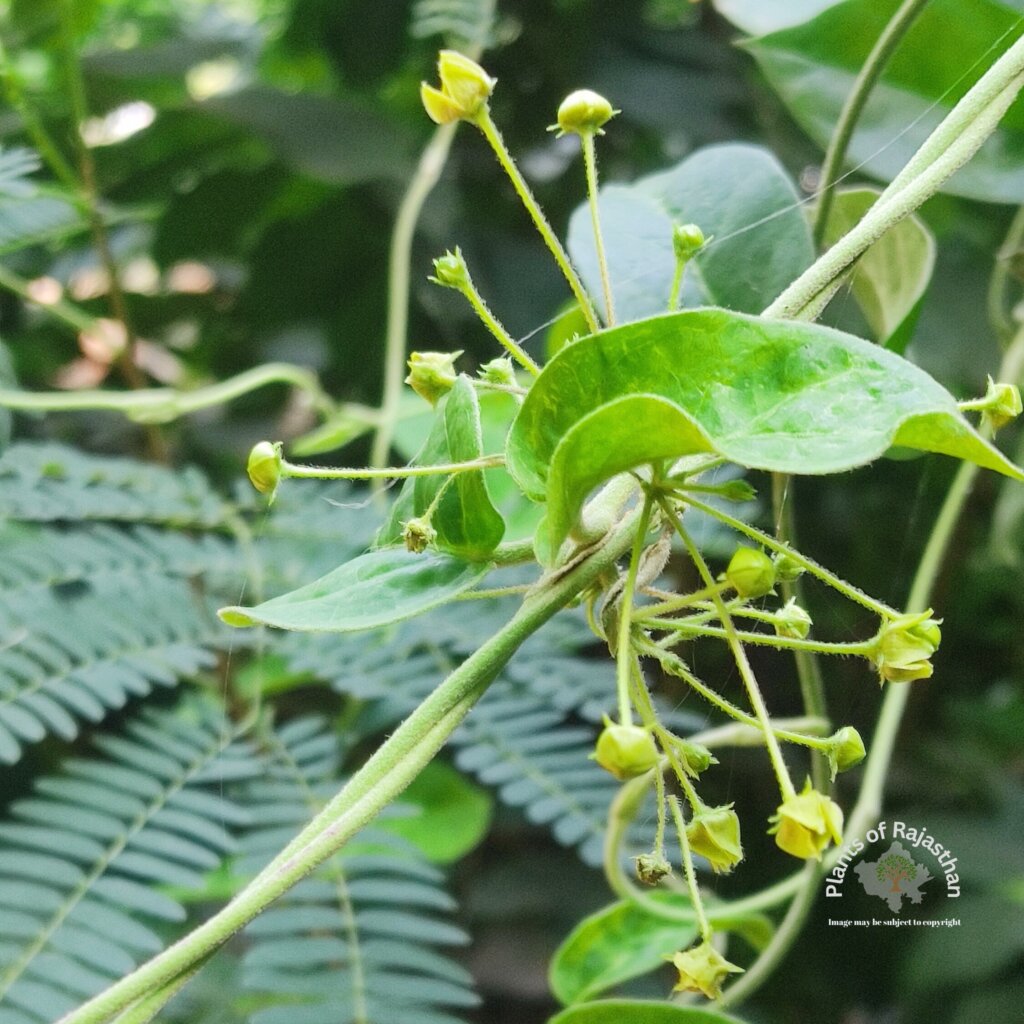 Tylophora indica