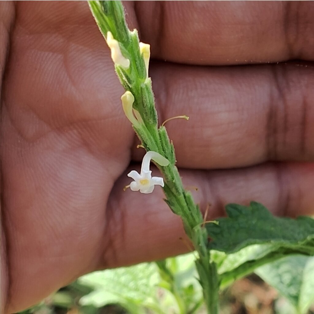 Chascanum marrubiifolium Fenzl ex Walp