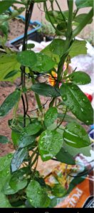 Ceropegia bulbosa Roxb.