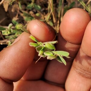 Polygala erioptera