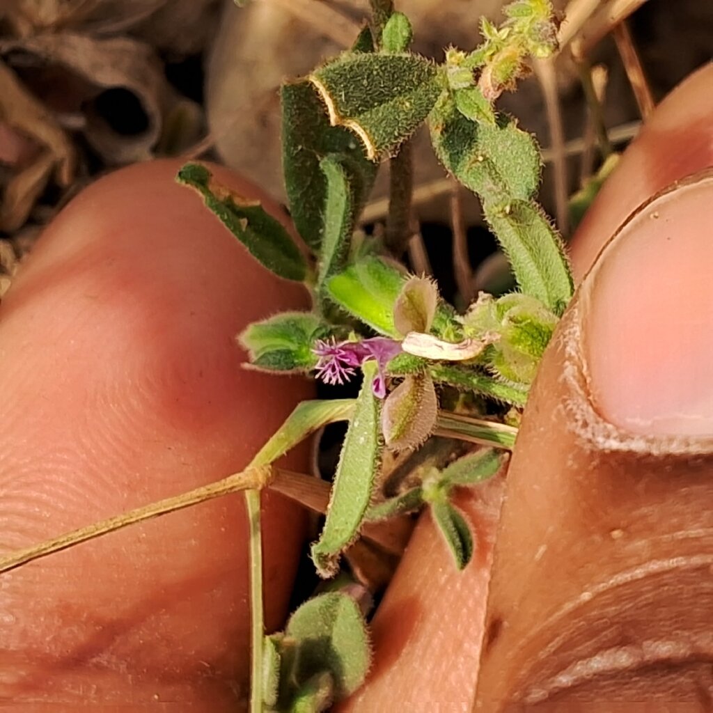 Polygala erioptera