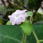 Ipomoea pes-tigridis . L