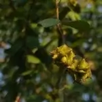 Sterculia urens Roxb.