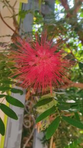 Calliandra haematocephala