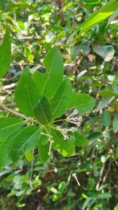 Cestrum diurnum