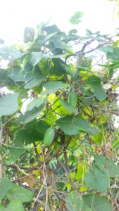 Coccinia grandis