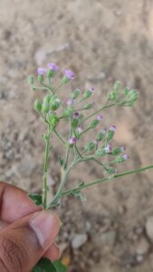 Cyanthillium cinereum